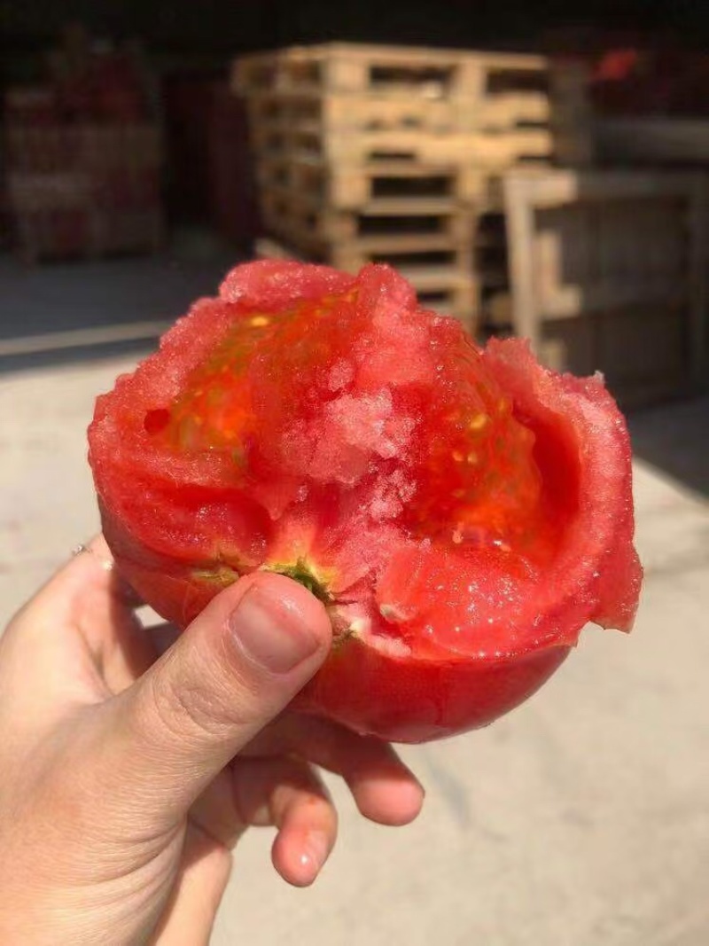 普罗旺斯西红柿产地直发水果柿子保质保量品质保证代发