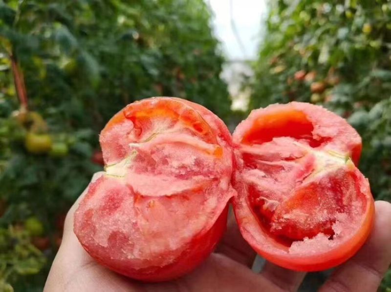 普罗旺斯西红柿产地直发水果柿子保质保量品质保证代发