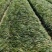 麦冬苗药材苗四川基地直供