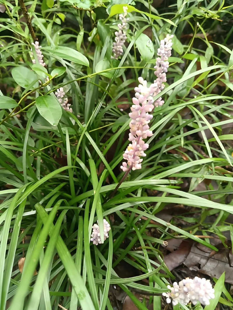 麦冬苗药材苗四川基地直供