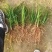 麦冬苗药材苗四川基地直供