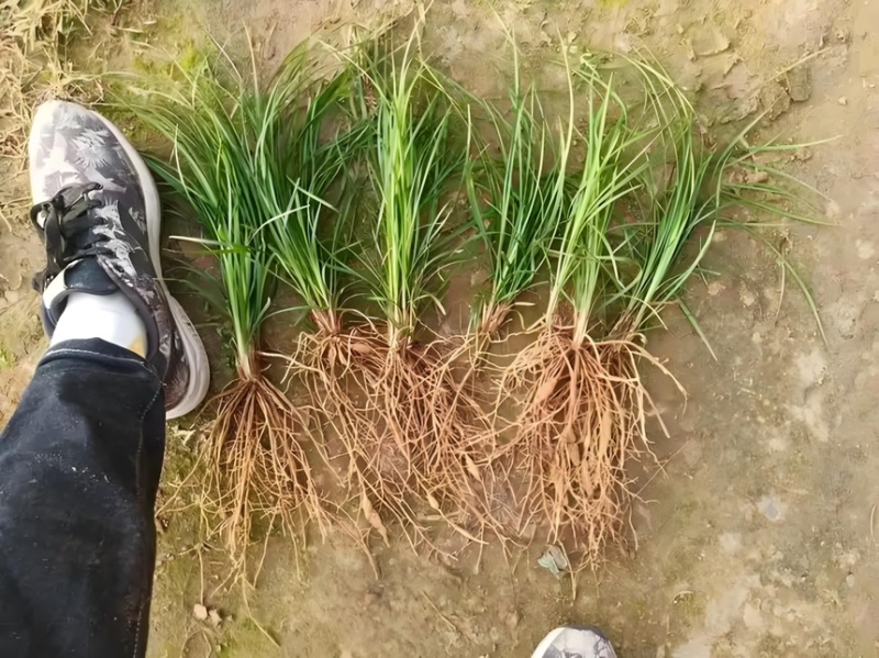 麦冬苗药材苗四川基地直供