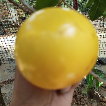黄晶果苗.