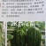 包邮直根嫁接西瓜苗全美2K4K西瓜苗技术指导预订优惠