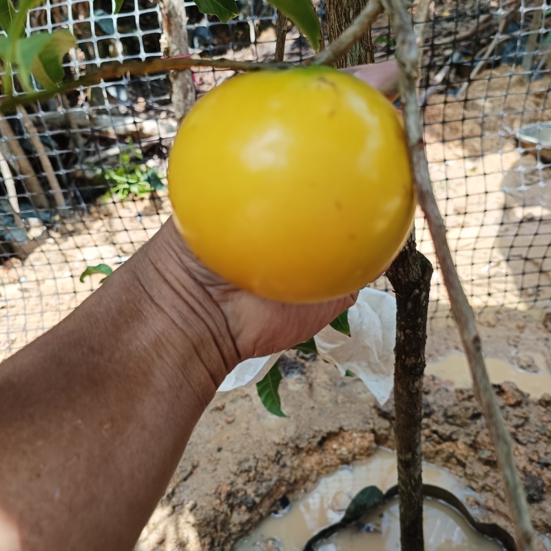 黄晶果苗.