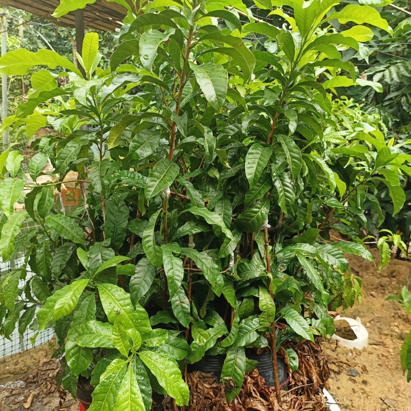 黄晶果苗.