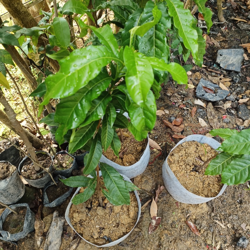 黄晶果苗.