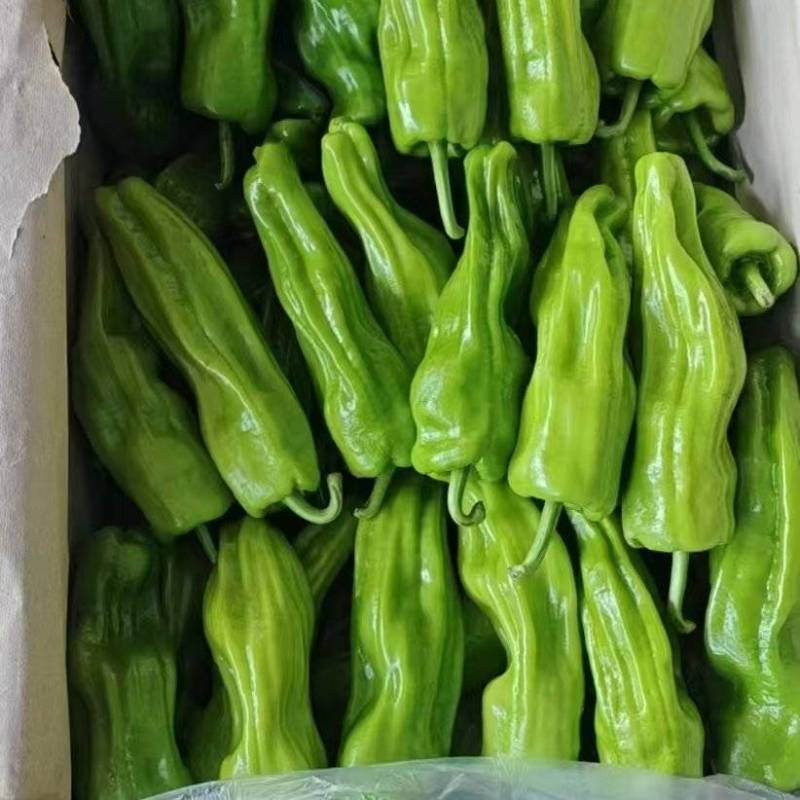 薄皮椒