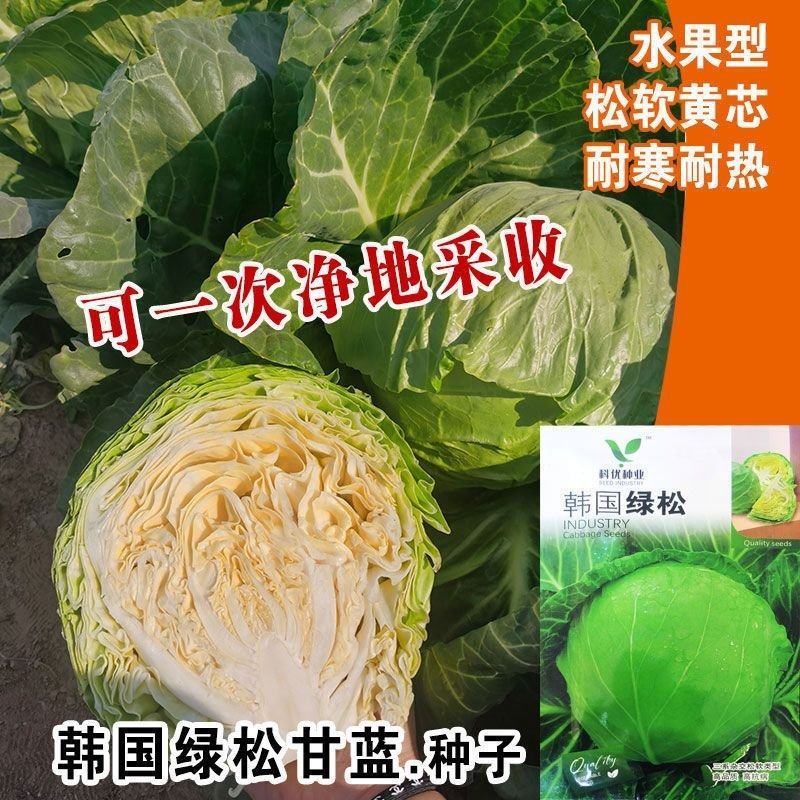 韩国绿松甘蓝种子耐热耐寒抗病松球黄芯水果型脆嫩甘甜