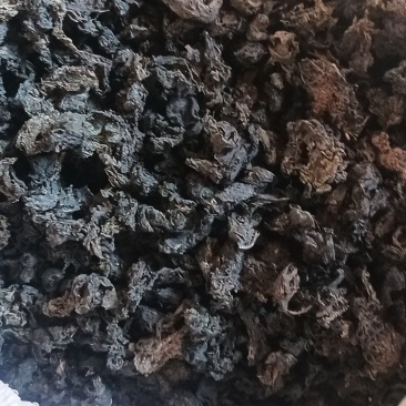 地皮菜，地软菜