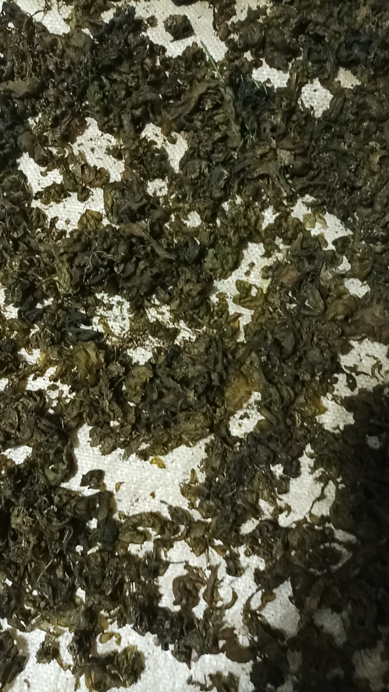 地皮菜，地软菜
