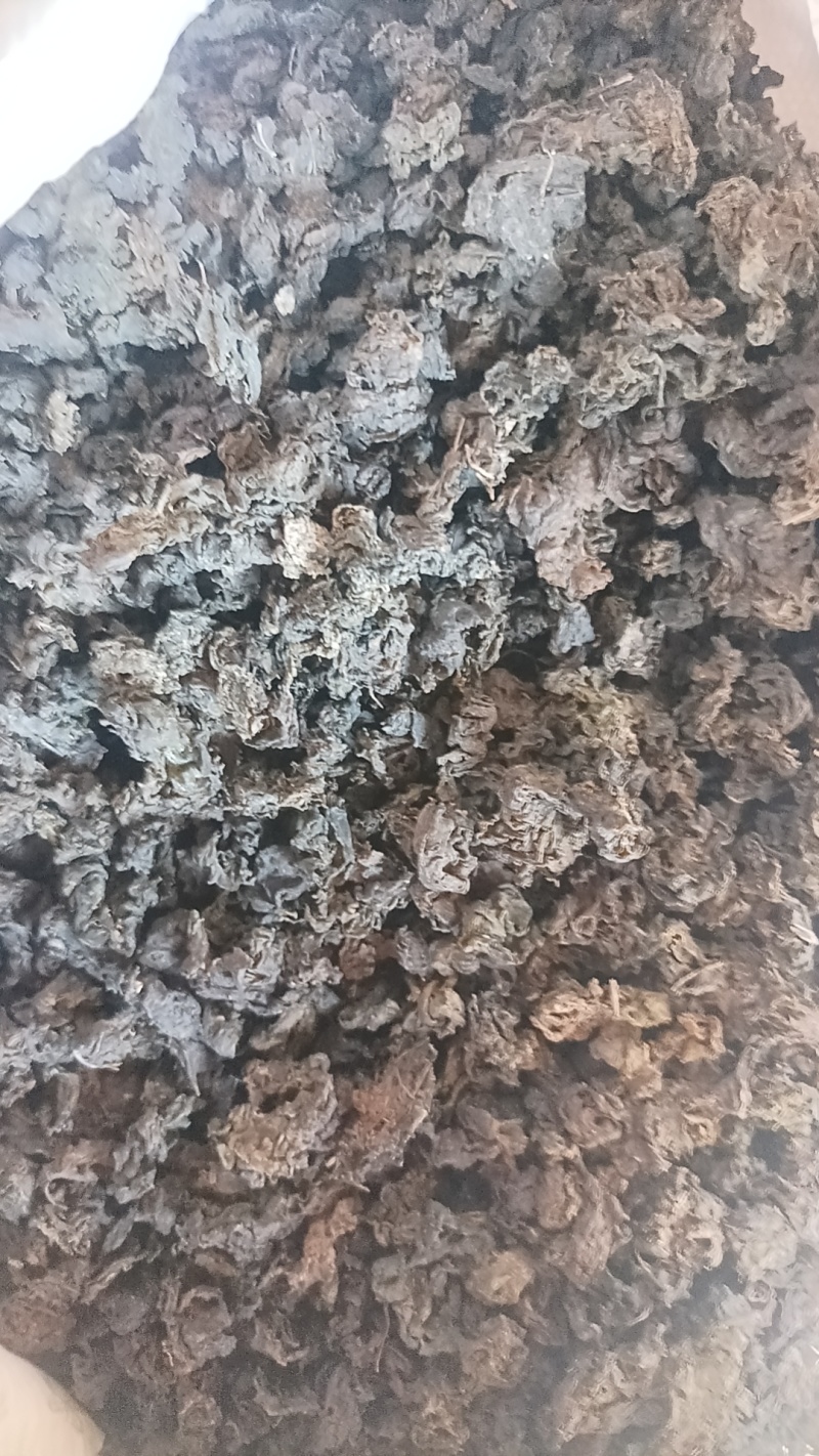 地皮菜，地软菜