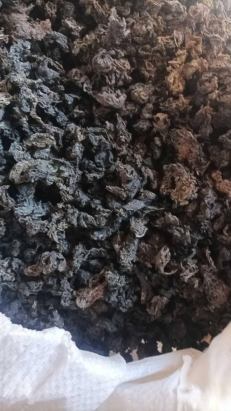 地皮菜，地软菜