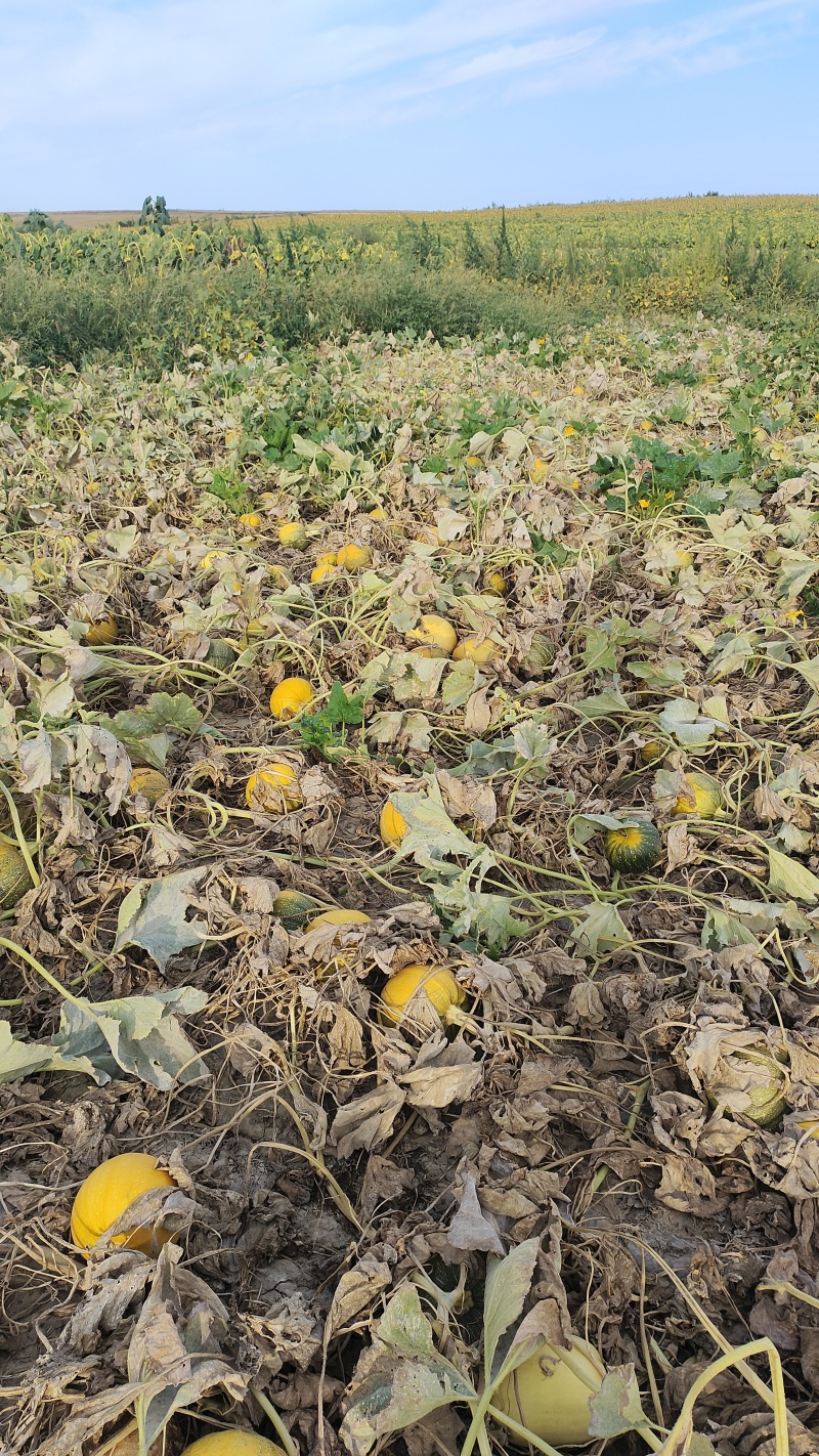 新疆瓜子葵花籽散装生支持视频看货，可发往全国市场