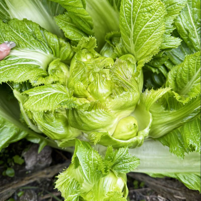 大量出售儿菜