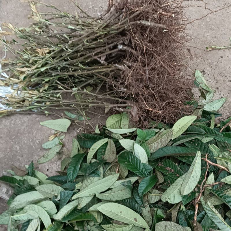大五星枇杷苗，各种规格的杯苗和裸苗。免费提供技术指导服