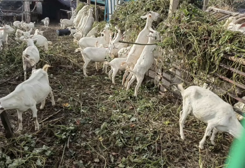 山羊便宜批发