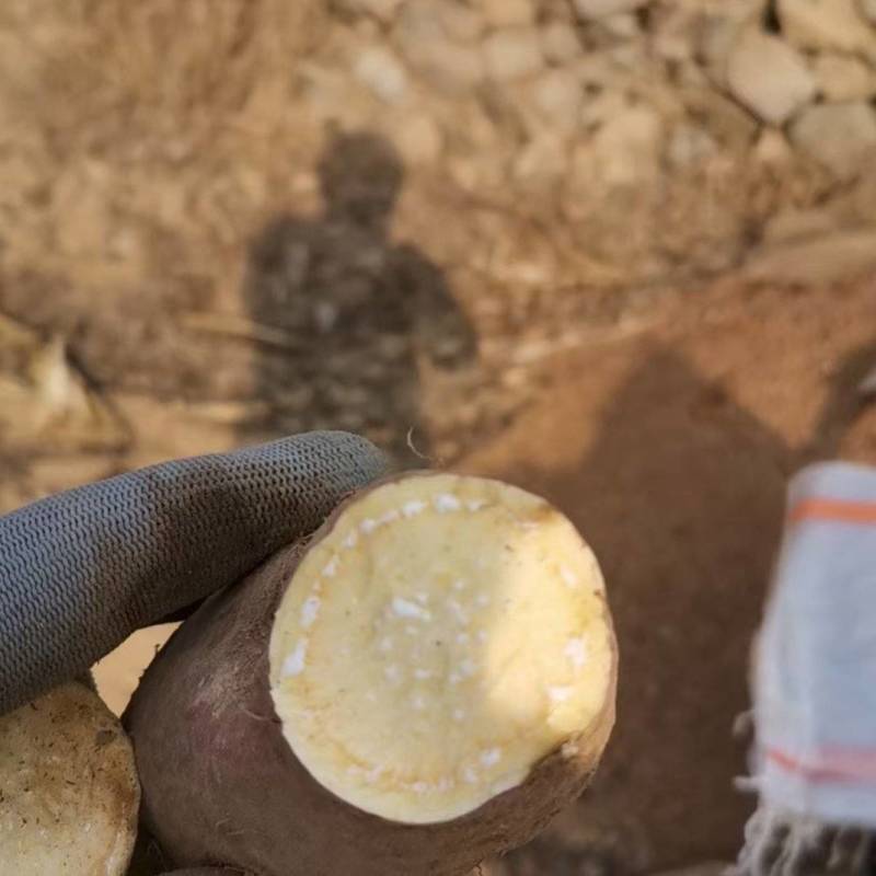 山东红薯！丘陵山地济薯26板栗薯大量供应，代收代发
