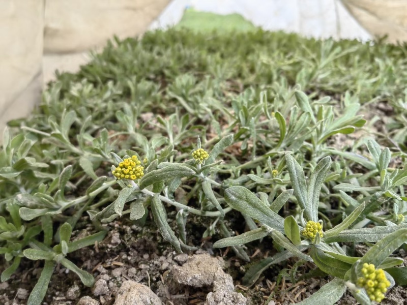 新鲜种植的鼠曲草