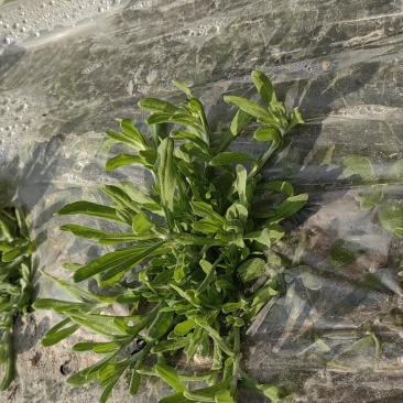 新鲜种植的鼠曲草