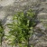 新鲜种植的鼠曲草