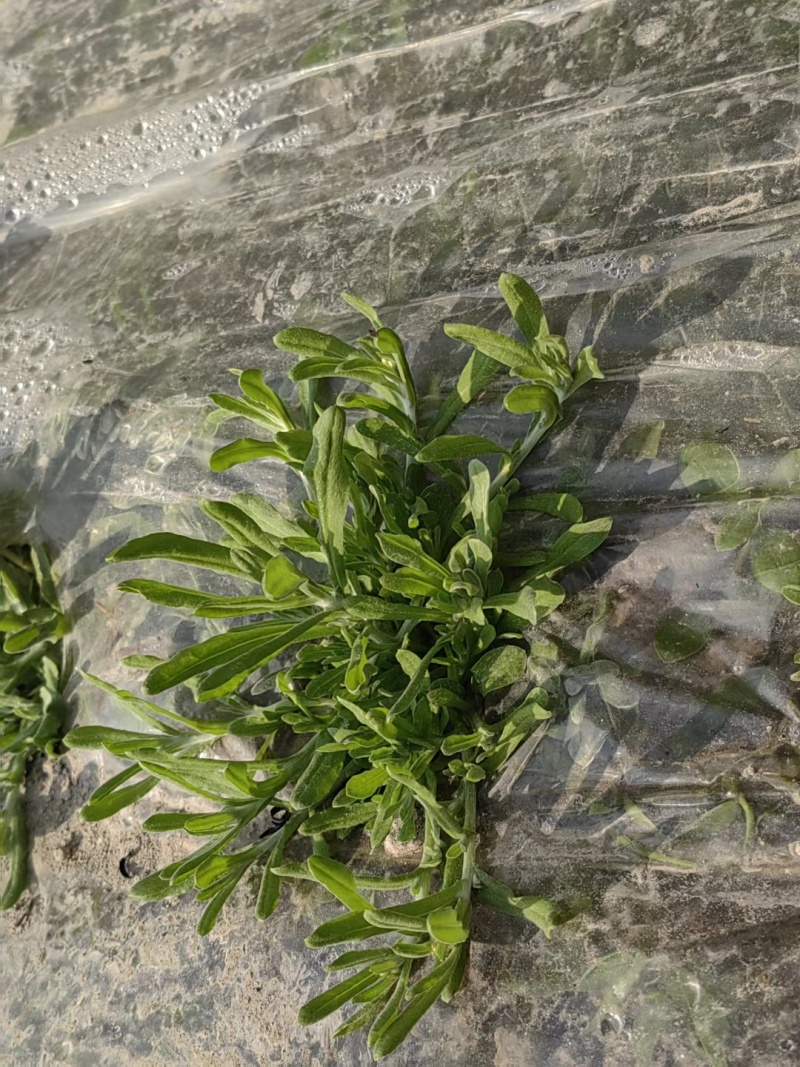 新鲜种植的鼠曲草