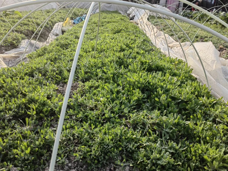 新鲜种植的鼠曲草