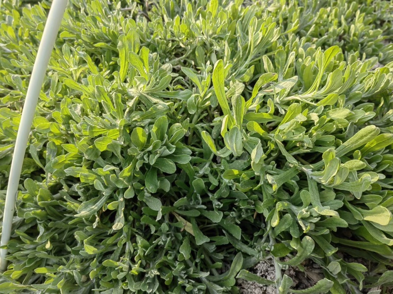 新鲜种植的鼠曲草