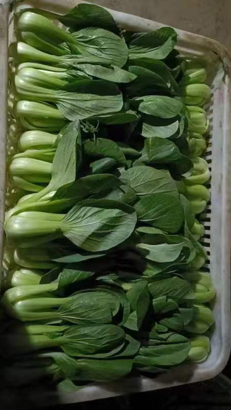 聊城产地大量供应小白菜电商平台市场商超欢迎咨询联系。