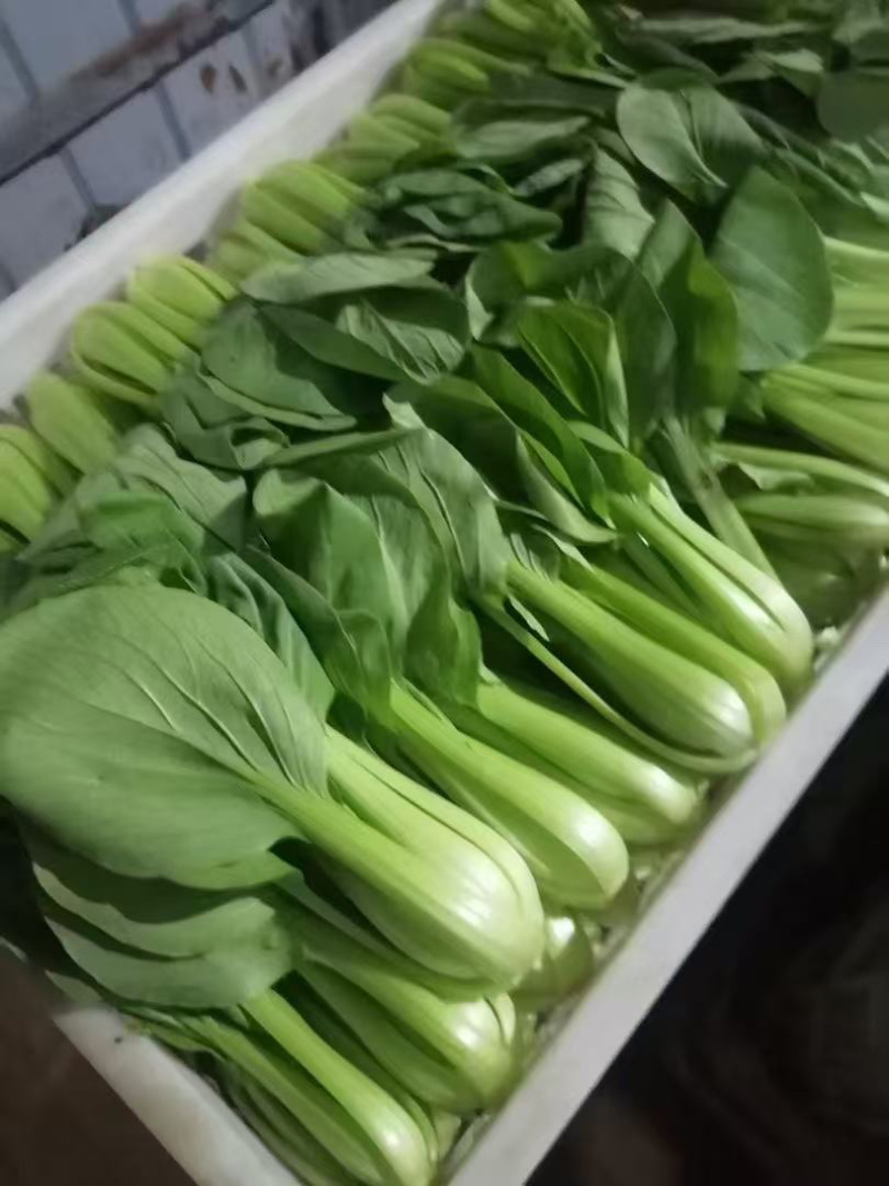 聊城产地大量供应小白菜电商平台市场商超欢迎咨询联系。