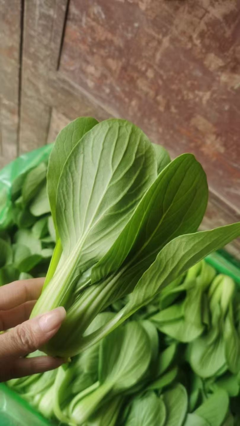 聊城产地大量供应小白菜电商平台市场商超欢迎咨询联系。