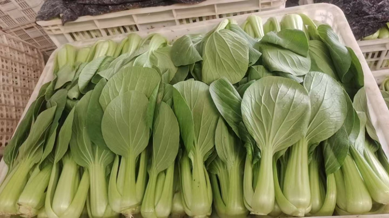 聊城产地大量供应小白菜电商平台市场商超欢迎咨询联系。