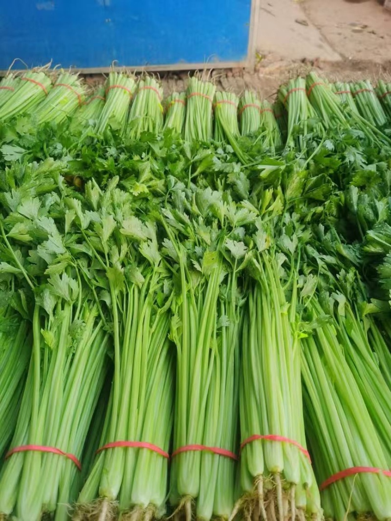 聊城产地大量供应山芹包装齐全，量大便宜欢迎采购
