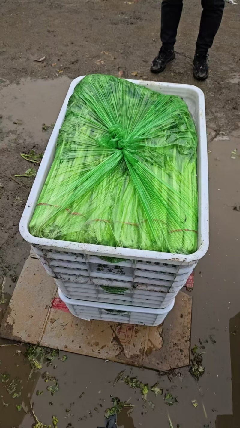 聊城产地大量供应山芹包装齐全，量大便宜欢迎采购