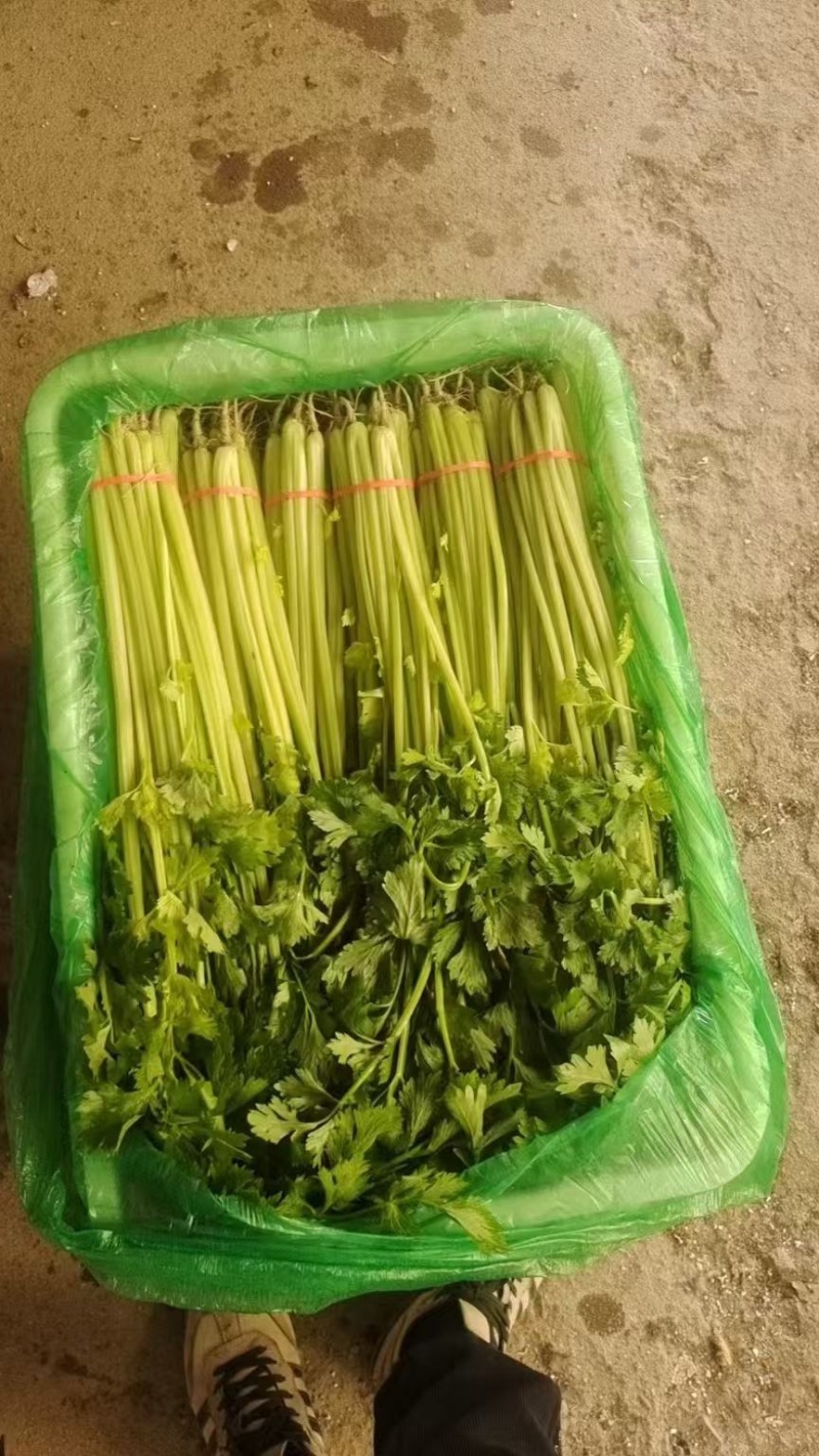 聊城产地大量供应山芹包装齐全，量大便宜欢迎采购