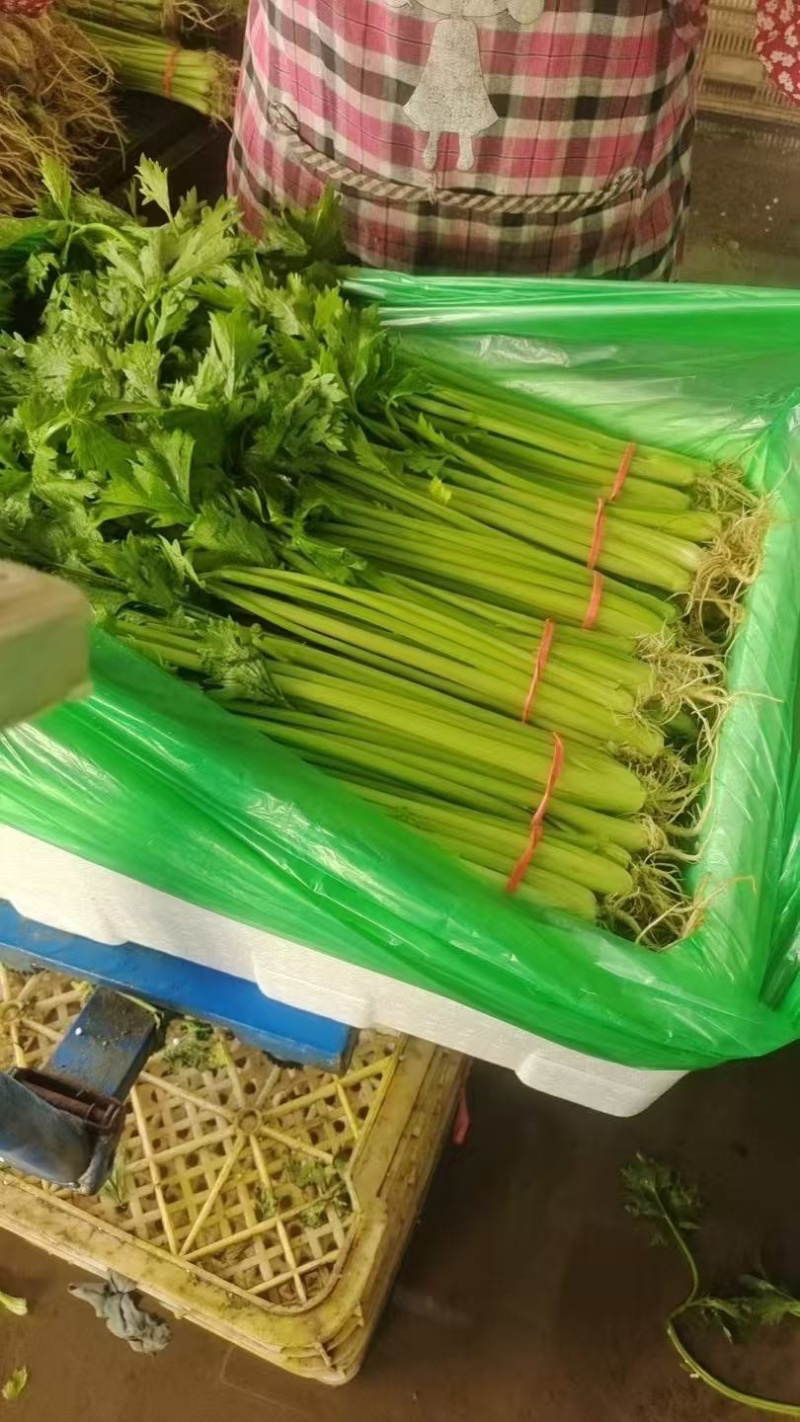 聊城产地大量供应山芹包装齐全，量大便宜欢迎采购