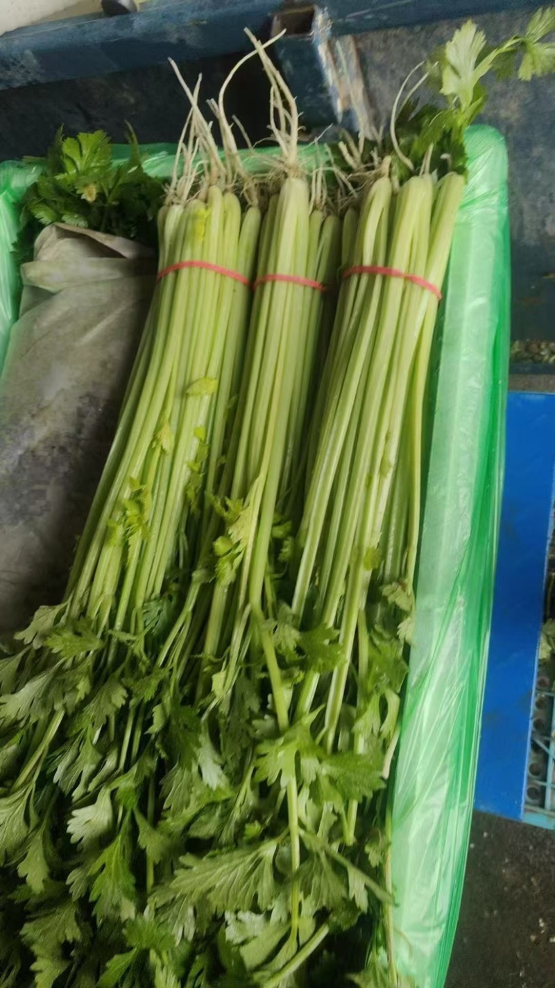 聊城产地大量供应山芹包装齐全，量大便宜欢迎采购