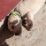 因本人出去上班没时间养了，出售一只拉布拉多幼犬