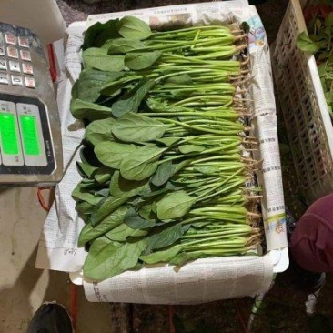 精品菠菜