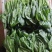 精品菠菜