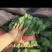 精品菠菜
