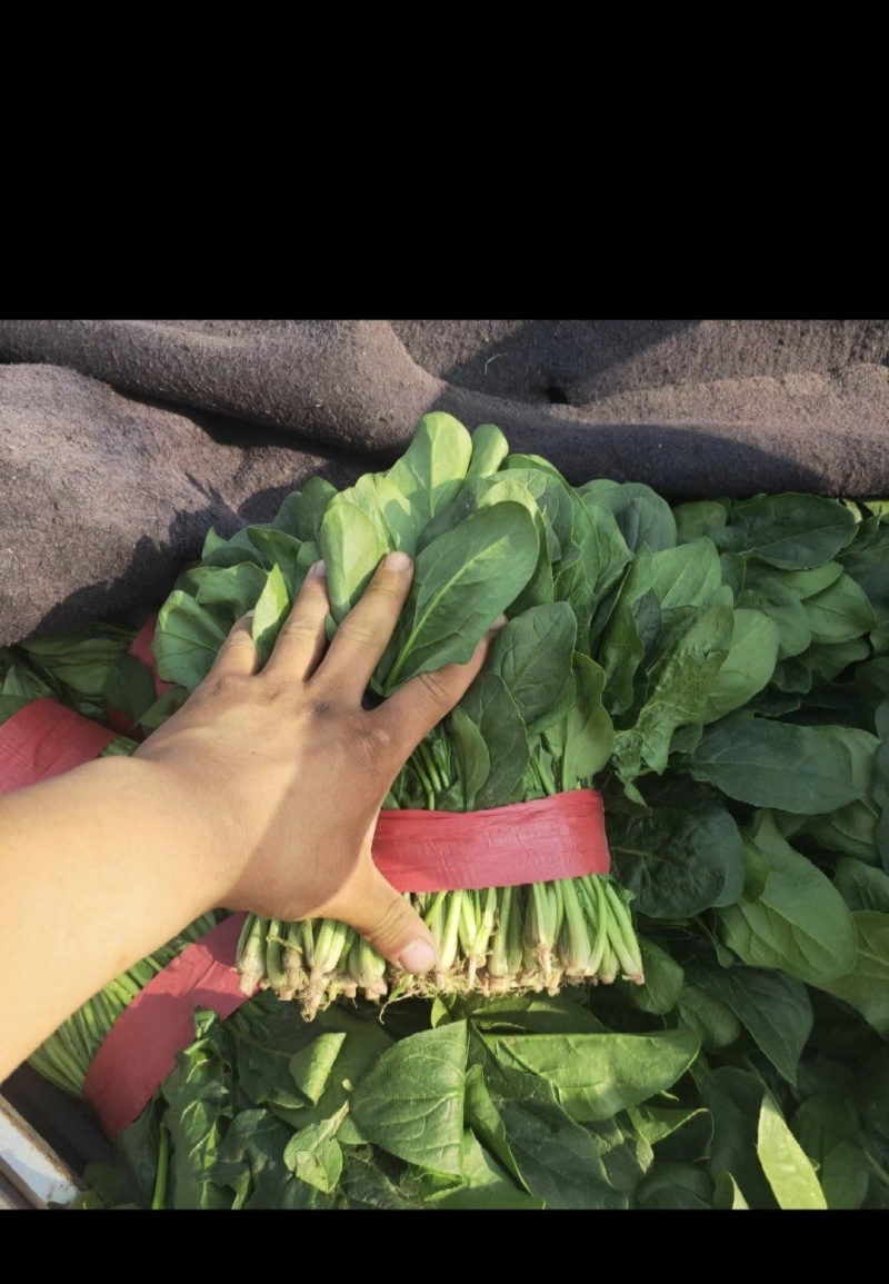精品菠菜