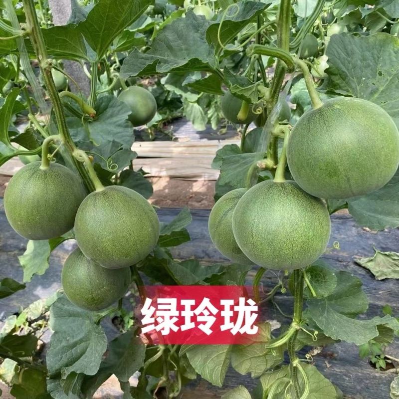 绿玲珑甜瓜种子特甜绿宝石甜瓜种籽皮薄糖度高酥脆香甜绿皮