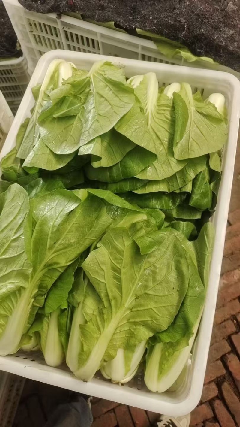 山东聊城小白菜大量供应一手货源品质保证欢迎来电咨询