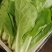 山东聊城小白菜大量供应一手货源品质保证欢迎来电咨询