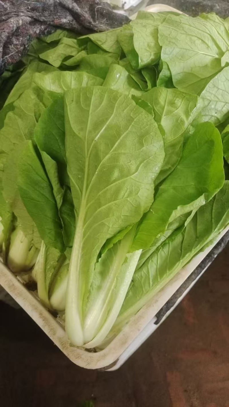 山东聊城小白菜大量供应一手货源品质保证欢迎来电咨询