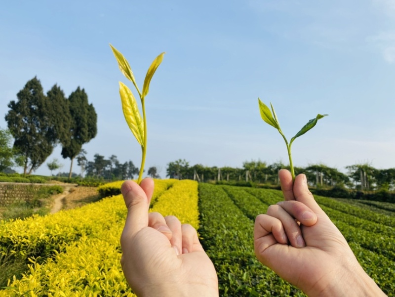 茶叶树苗木工程园林绿化基地直供