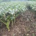 茶叶树苗木工程园林绿化基地直供