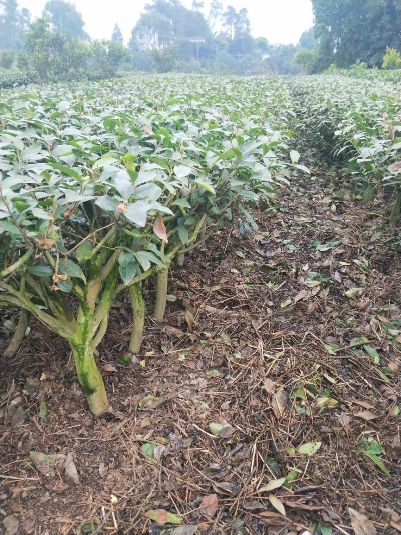茶叶树苗木工程园林绿化基地直供