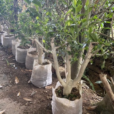 茶叶树苗木工程园林绿化基地直供